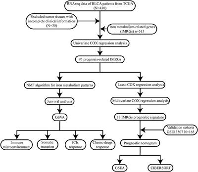 Identification and Quantification of Iron Metabolism Landscape on Therapy and Prognosis in Bladder Cancer